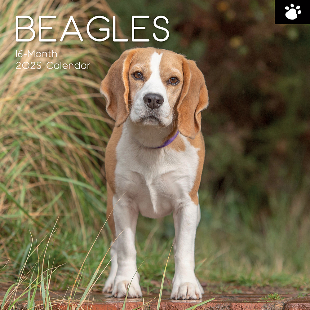 2025 Square Wall Calendar Beagles Wholesale Stationery