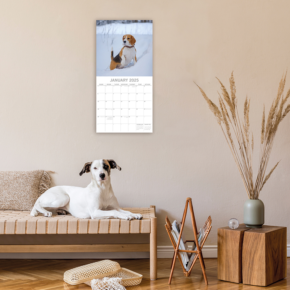 2025 Square Wall Calendar - Beagles | Wholesale Stationery