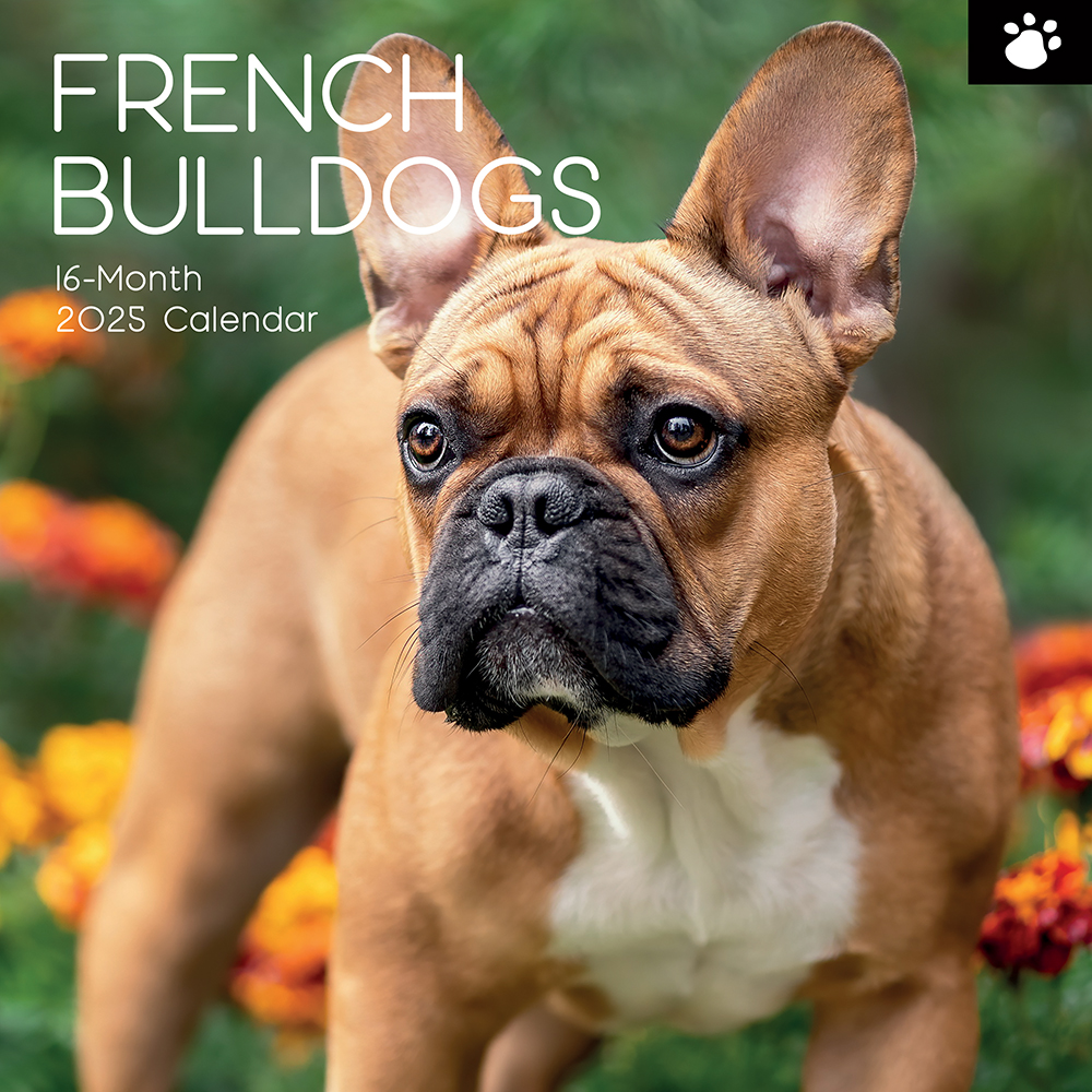 2025 Square Wall Calendar French Bulldogs Wholesale Stationery
