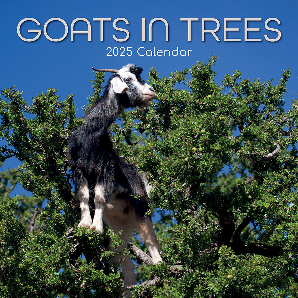 2025 Square Wall Calendar Goats in Trees Wholesale Stationery