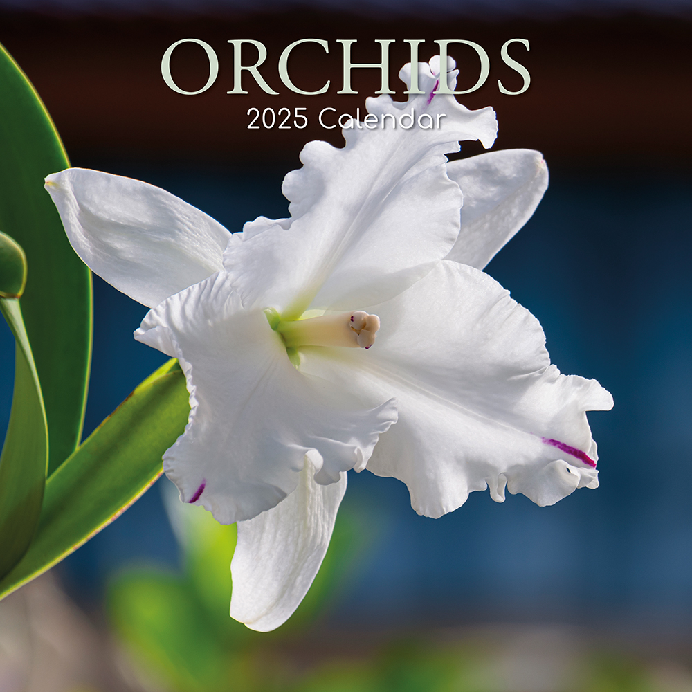 2025 Square Wall Calendar Orchids Wholesale Stationery