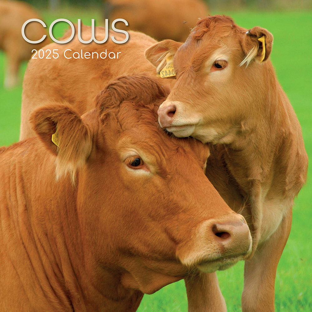 2025 Square Wall Calendar - Cows  Wholesale Stationery