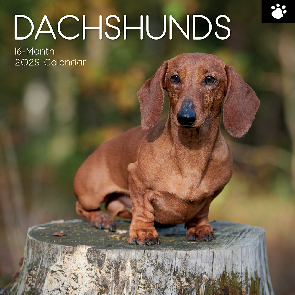 2025 Square Wall Calendar Dachshunds Wholesale Stationery