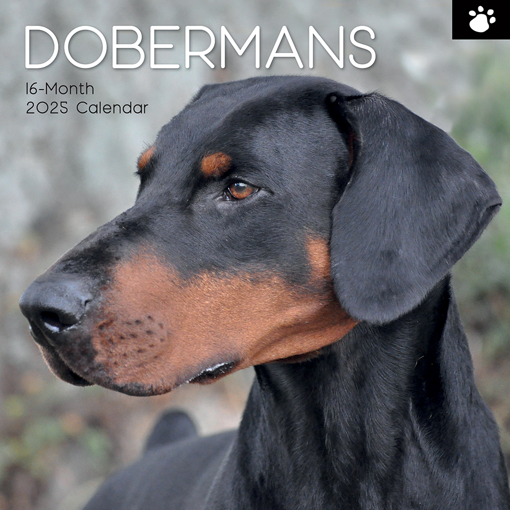 2025 Square Wall Calendar Dobermans Wholesale Stationery