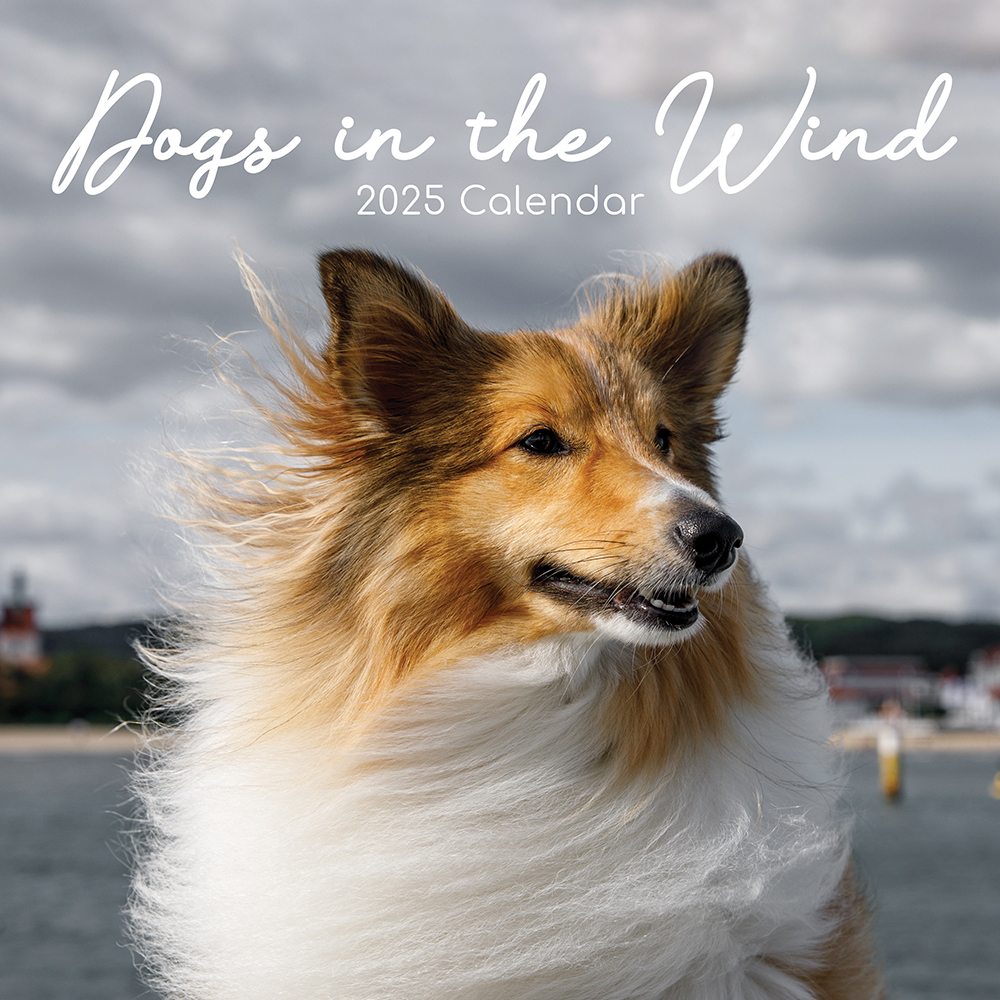 2025 Square Wall Calendar Dogs in the Wind Wholesale Stationery