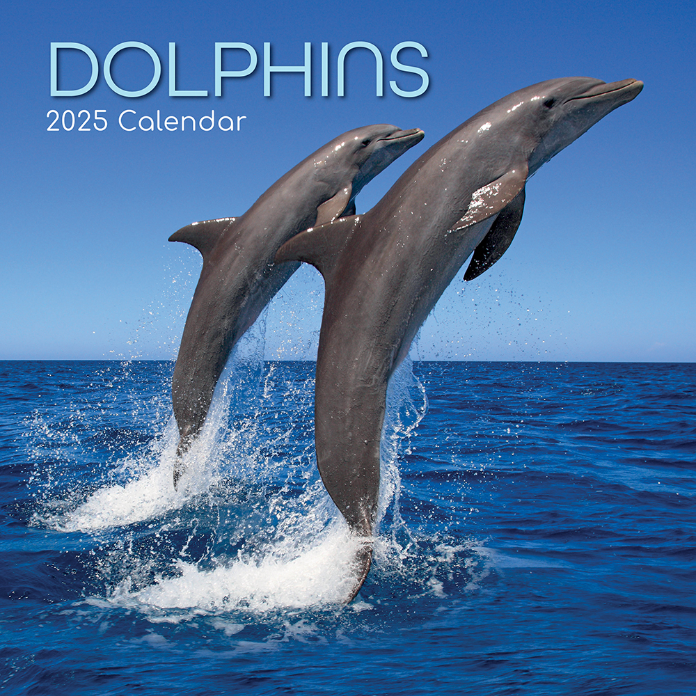 2025 Square Wall Calendar Dolphins Wholesale Stationery