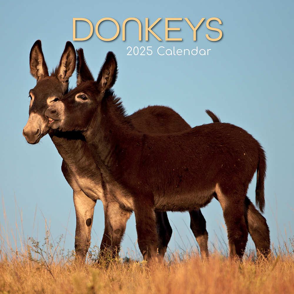 2025 Square Wall Calendar Donkeys Wholesale Stationery