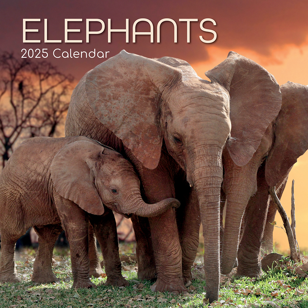 2025 Square Wall Calendar Elephants Wholesale Stationery