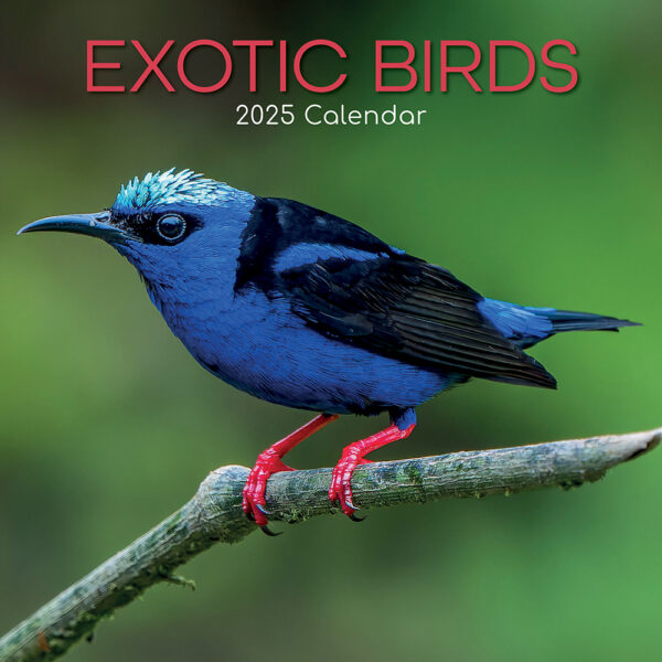 2025 Square Wall Calendar Exotic Birds Wholesale Stationery