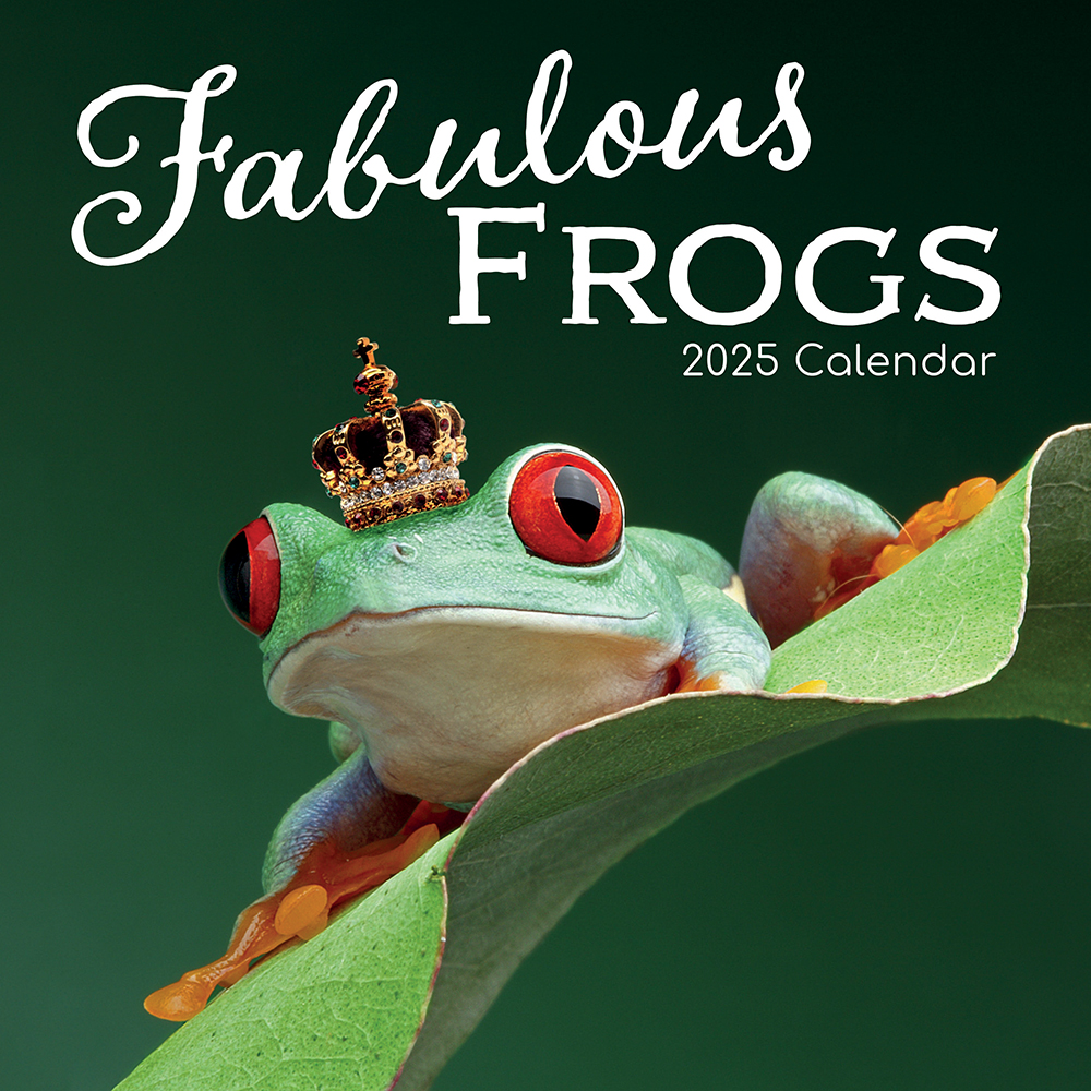 2025 Square Wall Calendar Fabulous Frogs The Gifted Stationery Company