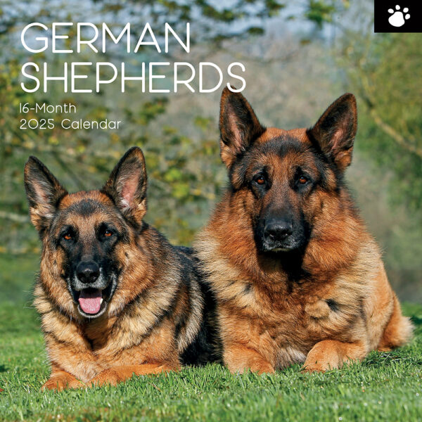 2025 Square Wall Calendar German Shepherds Wholesale Stationery