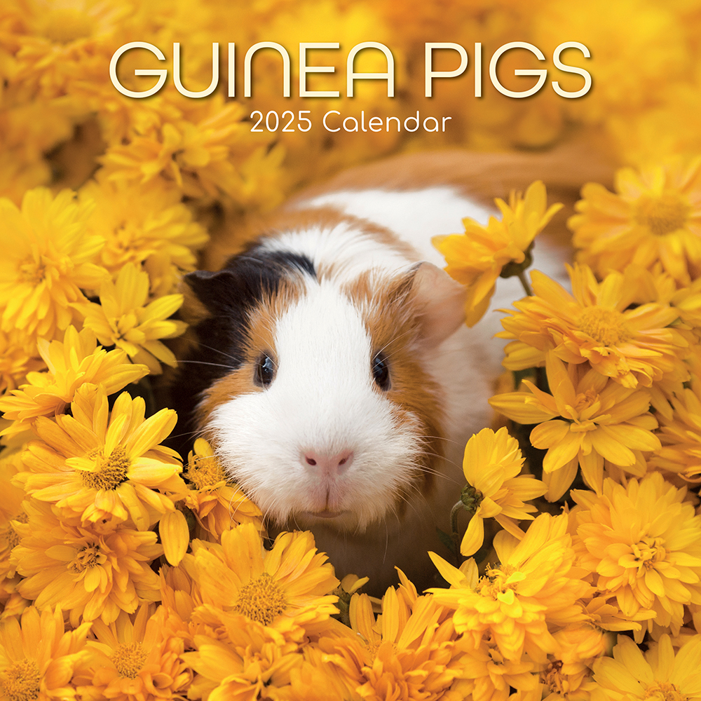 2025 Square Wall Calendar Guinea Pigs Wholesale Stationery