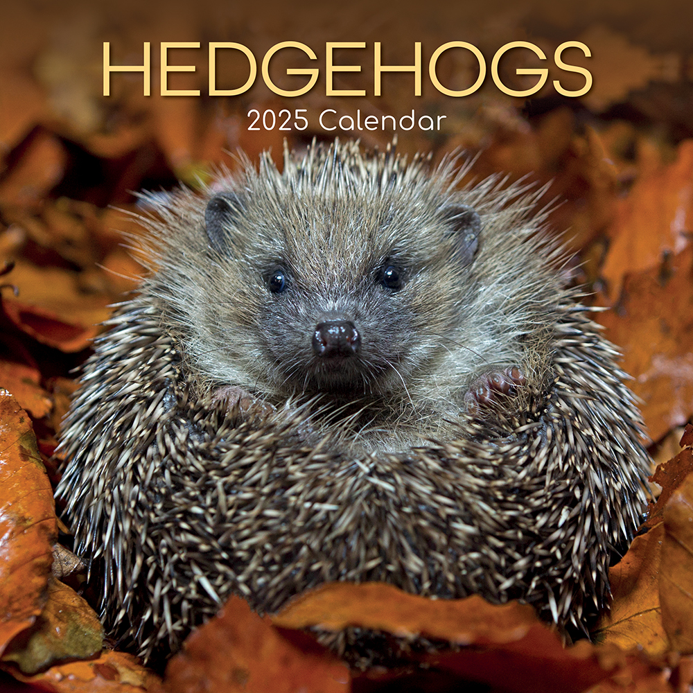 2025 Square Wall Calendar Hedgehogs Wholesale Stationery