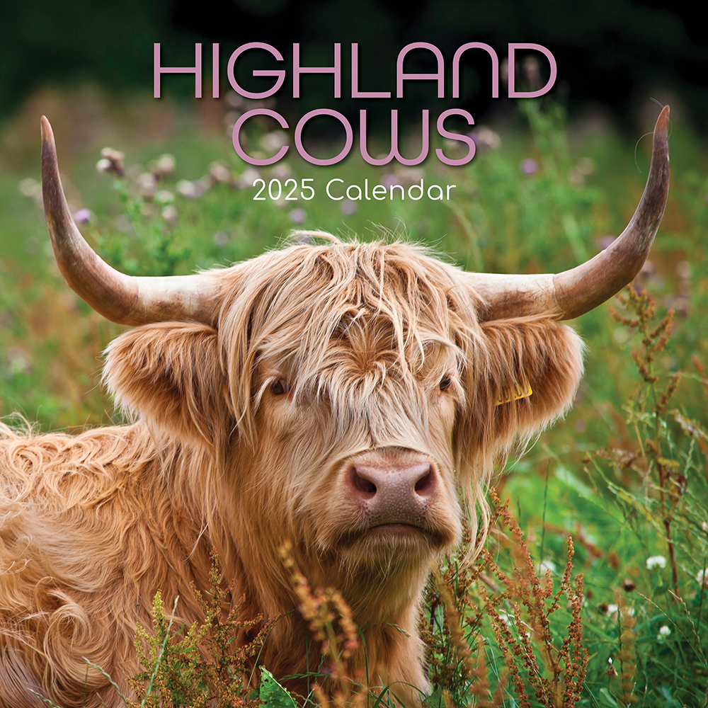 2025 Square Wall Calendar Highland Cows Wholesale Stationery
