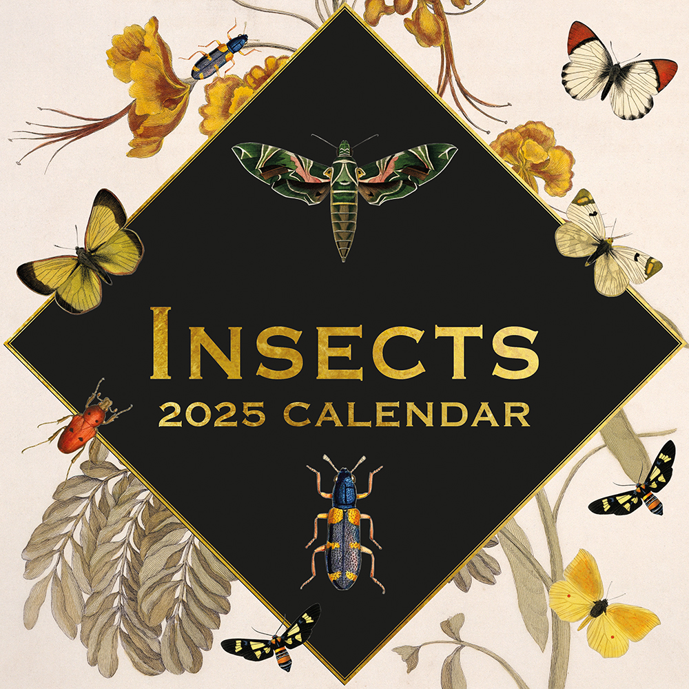 2025 Square Wall Calendar Insects Wholesale Stationery