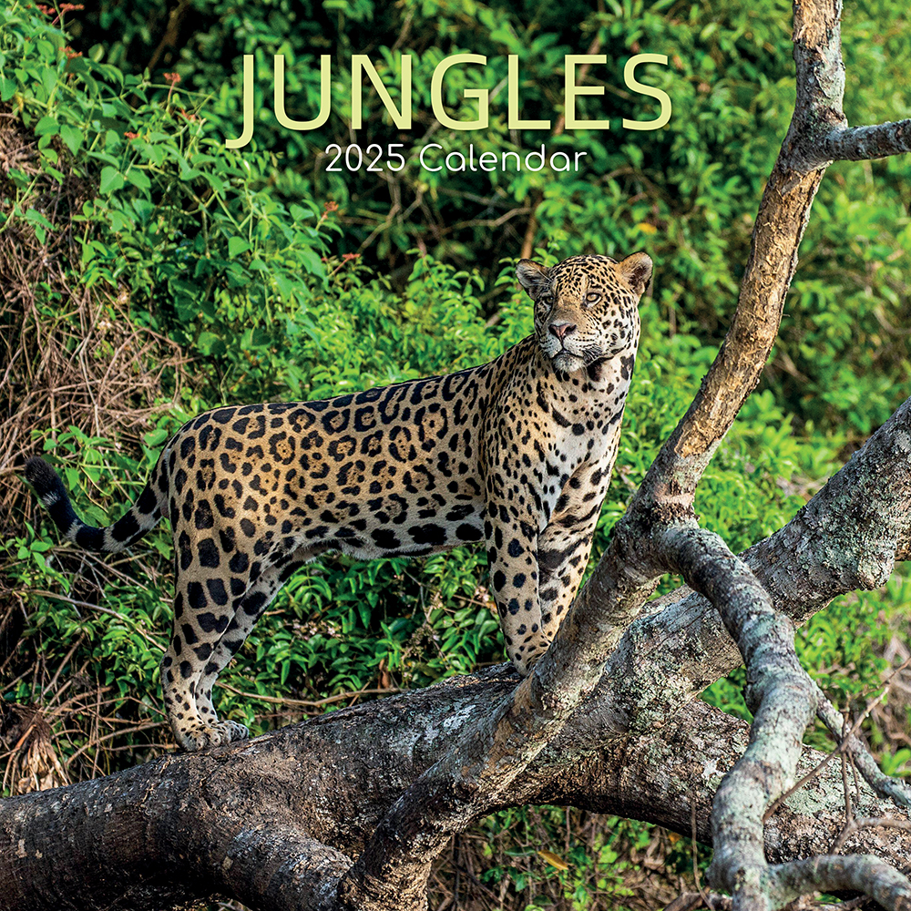 2025 Square Wall Calendar Jungles Wholesale Stationery