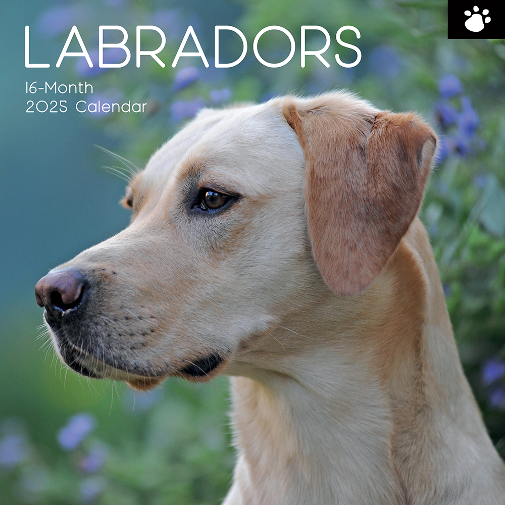 2025 Square Wall Calendar Labradors Wholesale Stationery