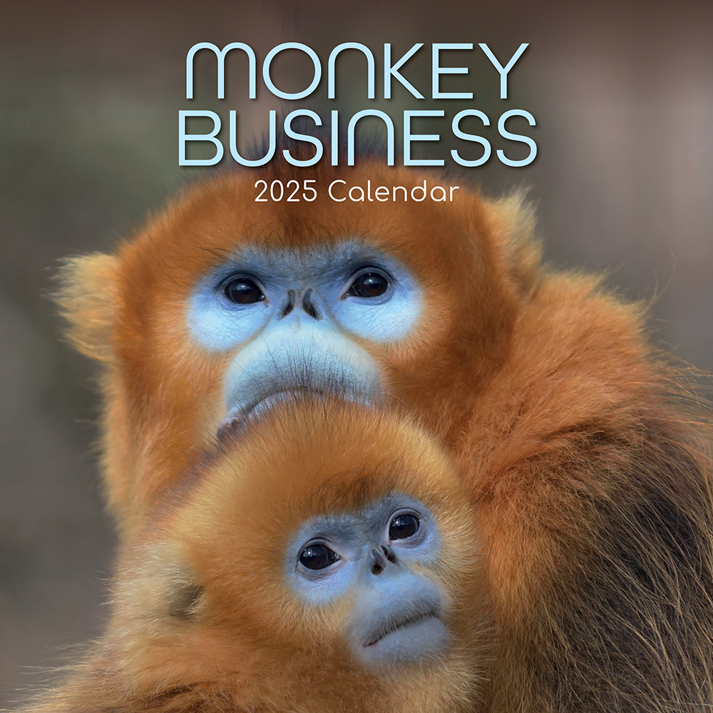 2025 Square Wall Calendar Monkey Business Wholesale Stationery