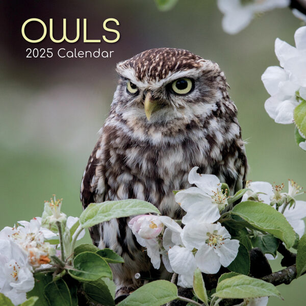 2025 Square Wall Calendar Owls Wholesale Stationery