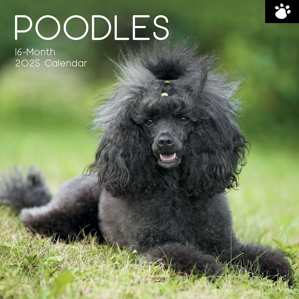 2025 Square Wall Calendar Poodles Wholesale Stationery