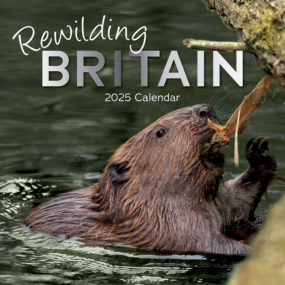 2025 Square Wall Calendar Rewilding Britain Wholesale Stationery