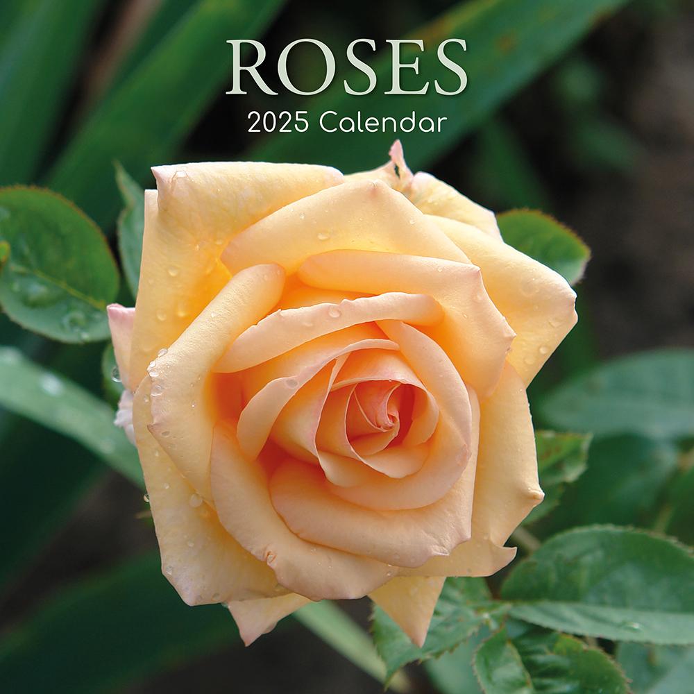 2025 Square Wall Calendar Roses Wholesale Stationery