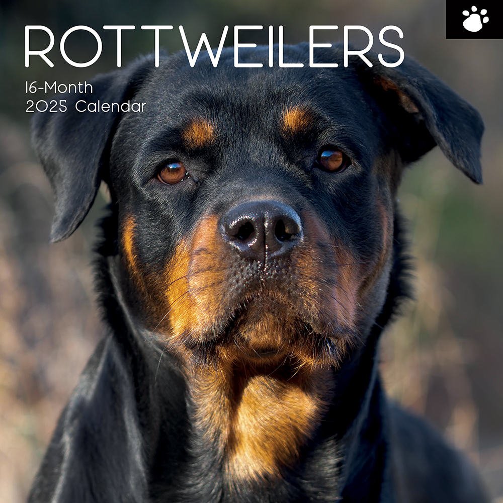 2025 Square Wall Calendar Rottweilers Wholesale Stationery