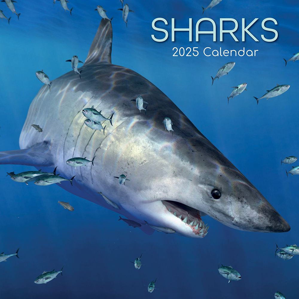 2025 Square Wall Calendar Sharks Wholesale Stationery