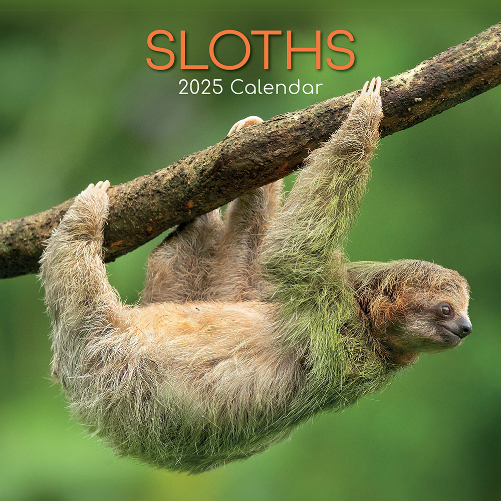 2025 Square Wall Calendar Sloths Wholesale Stationery