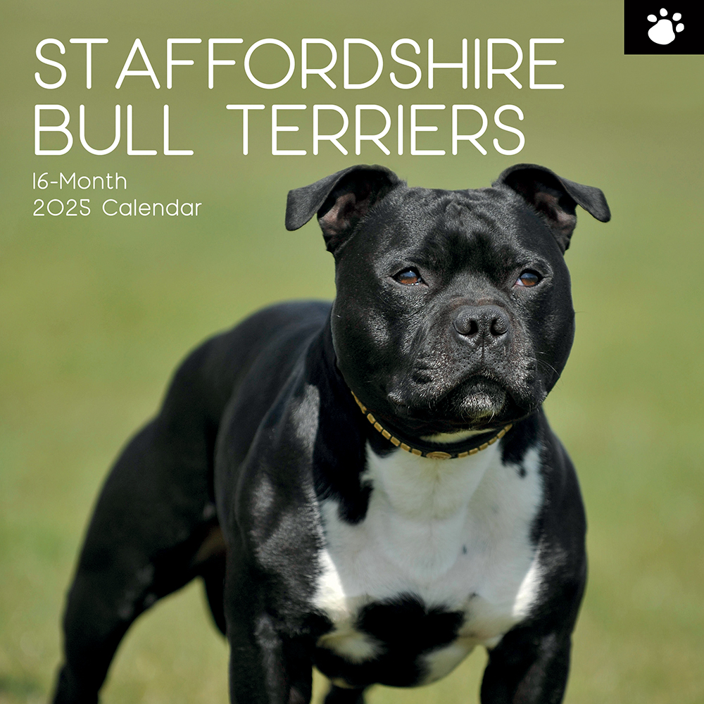 2025 Square Wall Calendar Staffordshire Bull Terriers Wholesale