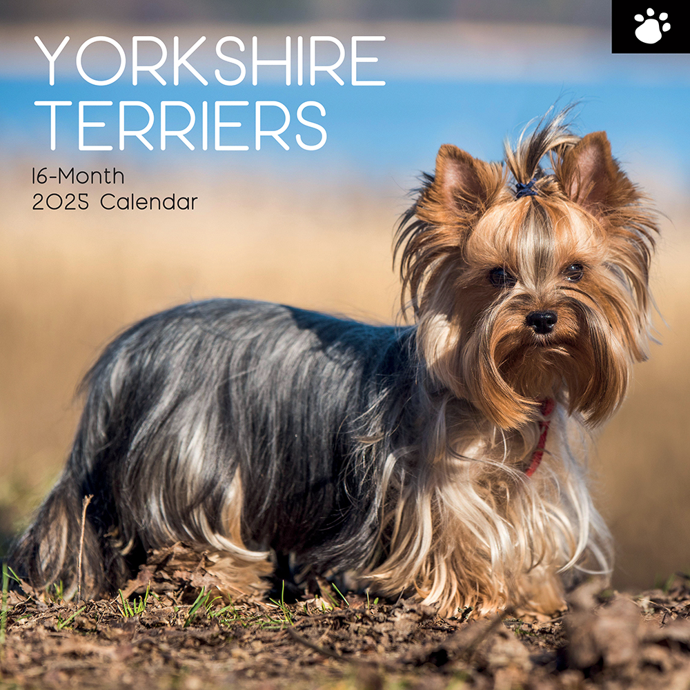 2025 Square Wall Calendar Yorkshire Terriers Wholesale Stationery