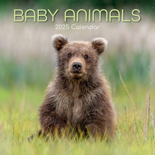 2025 Square Wall Calendar Baby Animals Wholesale Stationery