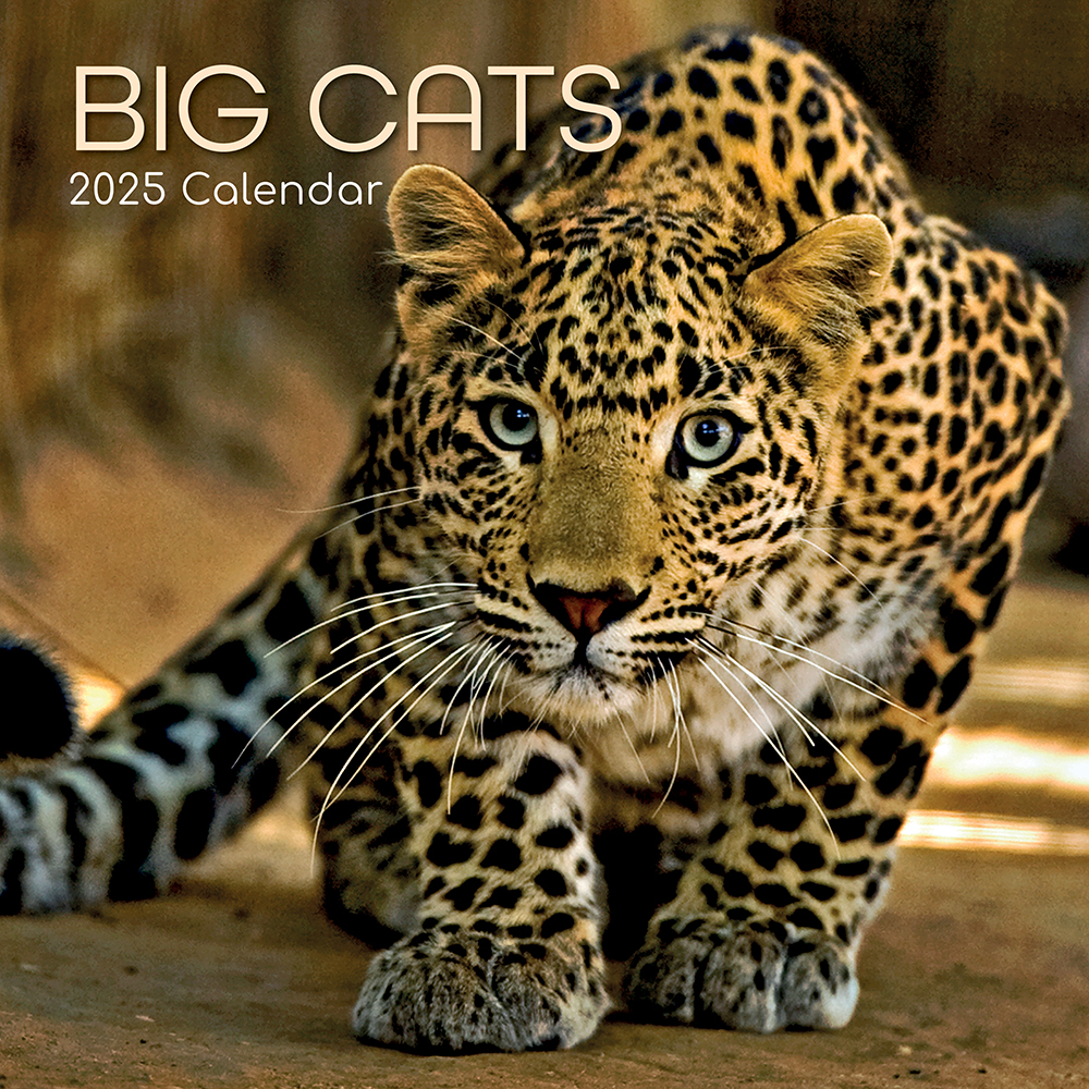 2025 Square Wall Calendar Big Cats Wholesale Stationery