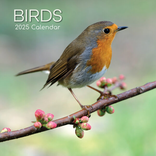 2025 Square Wall Calendar - Birds | Wholesale Stationery