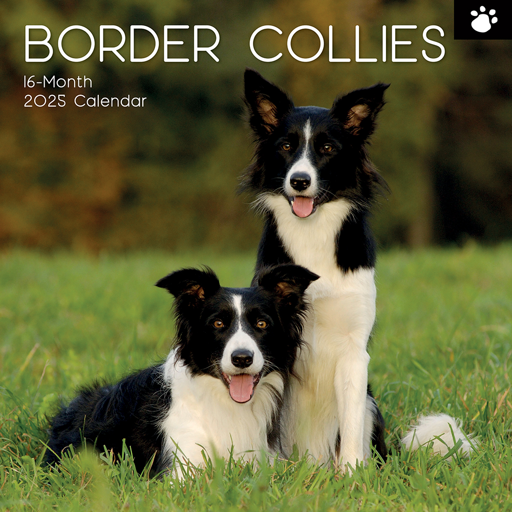 2025 Square Wall Calendar Border Collies Wholesale Stationery