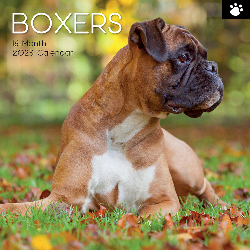 Boxer Dog Calendar 2025 Uk 