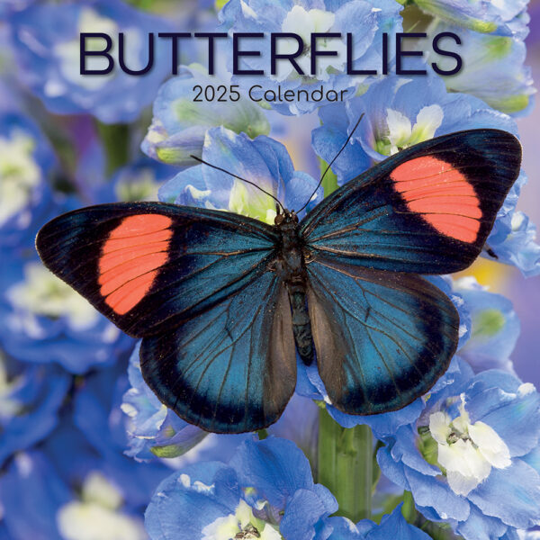 2025 Square Wall Calendar Butterflies Wholesale Stationery