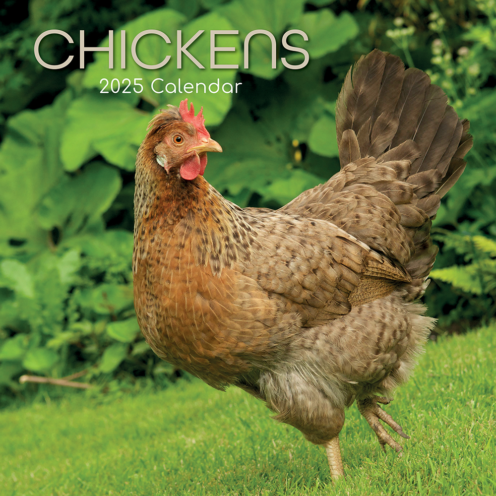 2025 Wall Calendar Chickens Birds