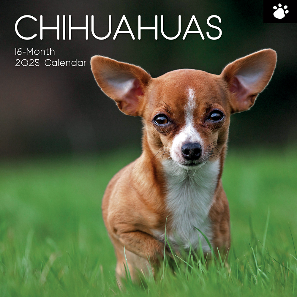 2025 Square Wall Calendar Chihuahuas Wholesale Stationery